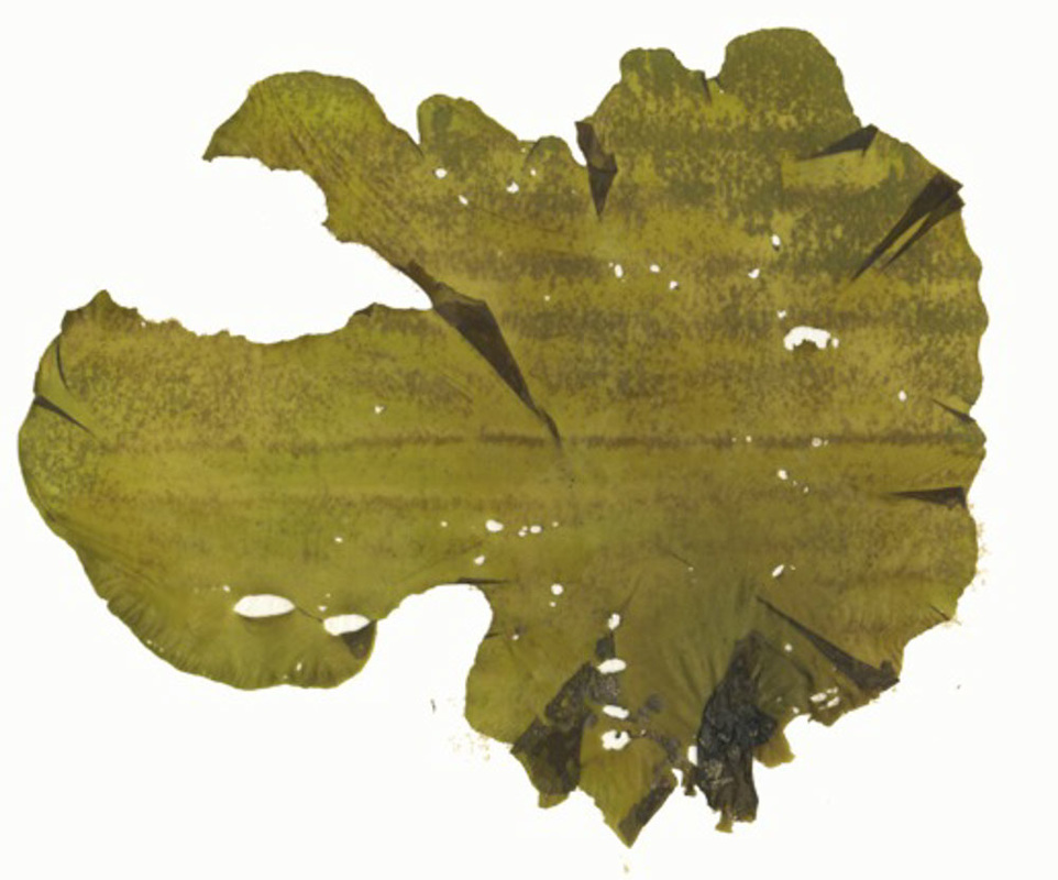 Dark sea lettuce (Ulvaria obscura var. blyttii)