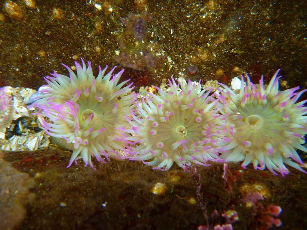 Aggregate anemone (Anthopleura elegantissima)