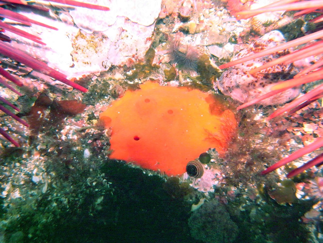 Red volcano sponge, thick encrusting scarlet sponge, Acarnus erithacus