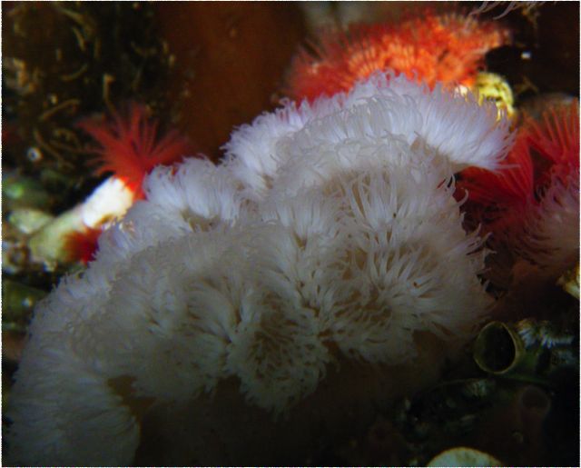 Short plumose anemone (Metridium senile)