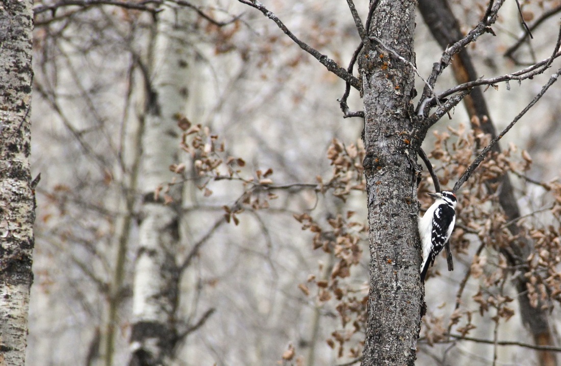 Downy woodpecker (Picoides pubescens)