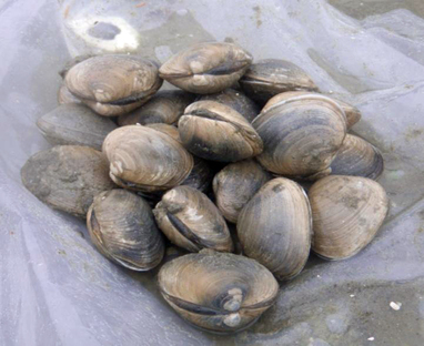 Butter clam (Saxidomus gigantea)