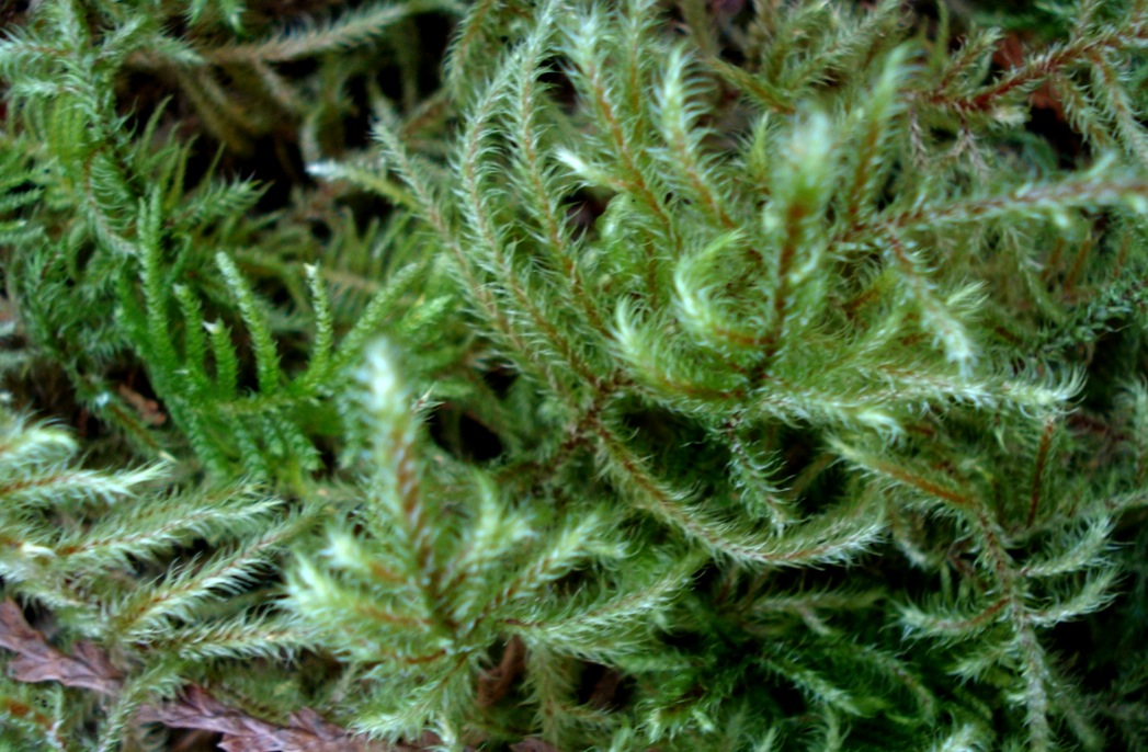 Lanky moss  (Rhytidiadelphus loreus)