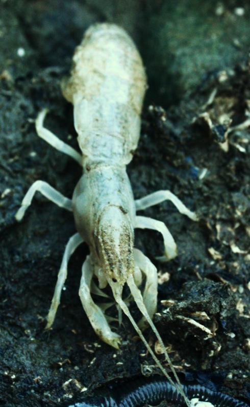 Blue mud shrimp (Upogebia pugettensis)