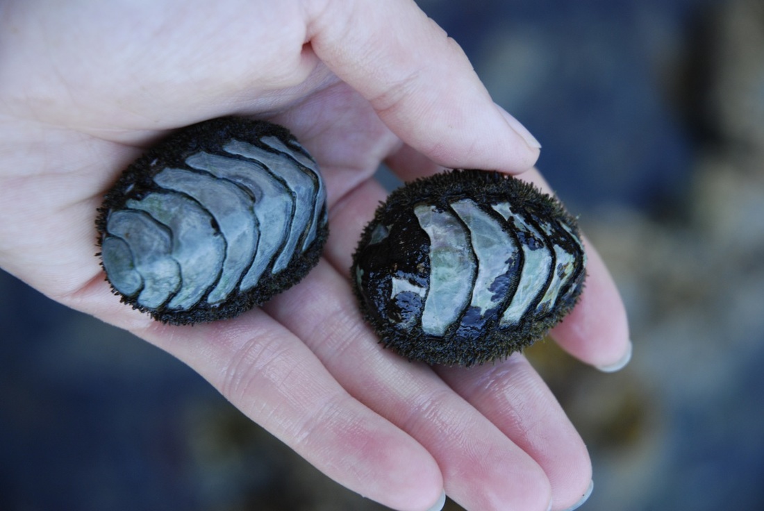 Mossy chiton (Mopalia muscosa)
