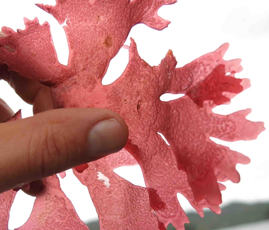 Arched red seaweed (Fryeella gardneri)
