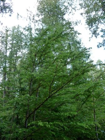 Western hemlock (Tsuga heterophylla)