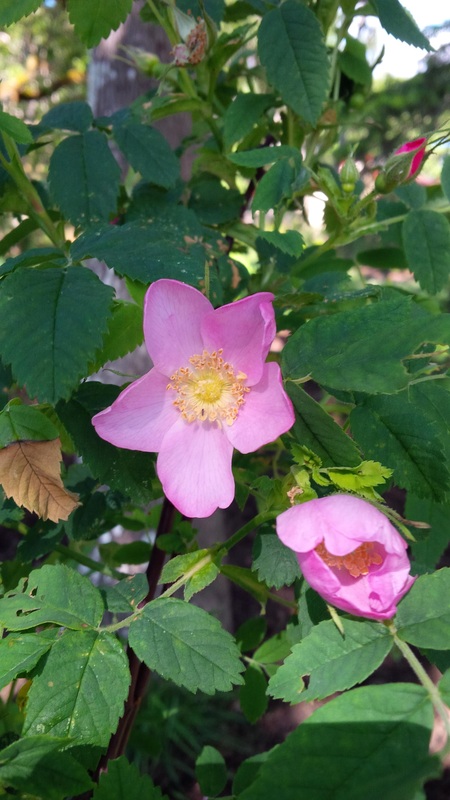 Nootka rose, Wild rose, Bristly rose (Rosa nutkana)