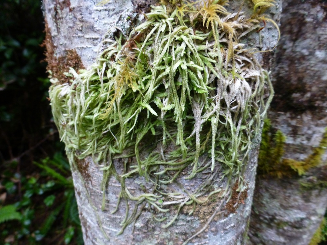Wavy-leaved cotton moss (Plagiothecium undulatum)