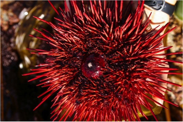 Red sea urchin (Strongylocentrotus franciscanus)