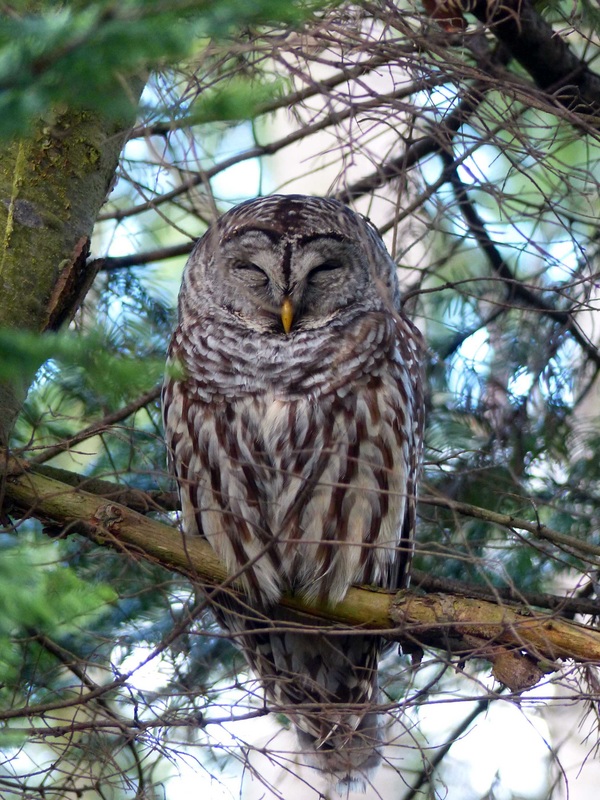Barn owl (Strix varia)