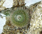 Giant green anemone (Anthopleura xanthogrammica)