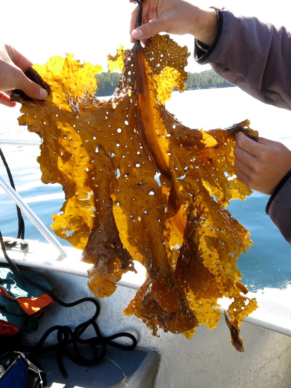 Sieve kelp, sea colander kelp (Agarum clathratum)
