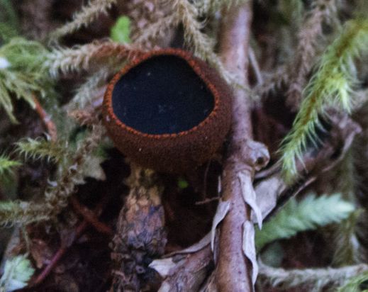 Jellylike black urn (Plectania melastoma)