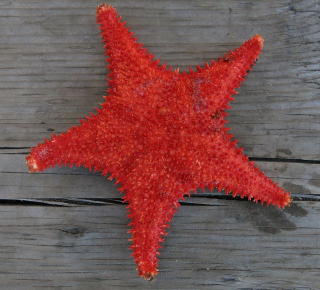 Spiny red star (Hippasteria phrygiana)