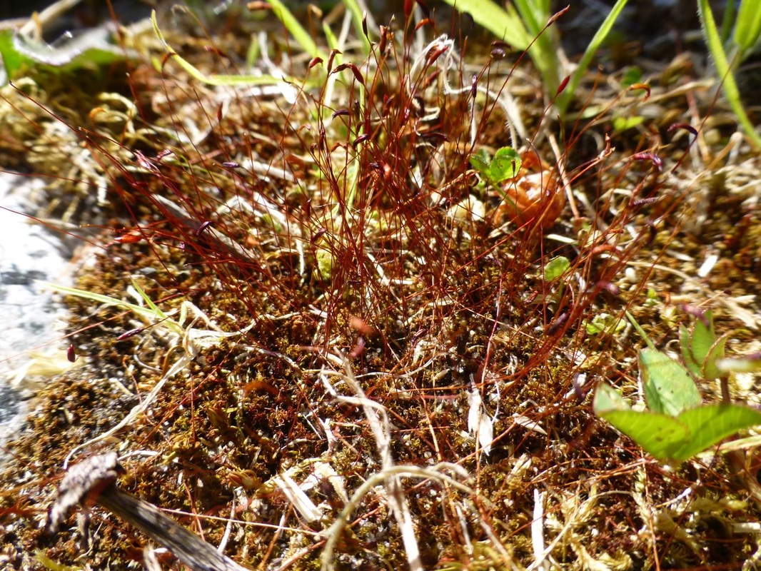 Red roof moss (Ceratodon purpureus)