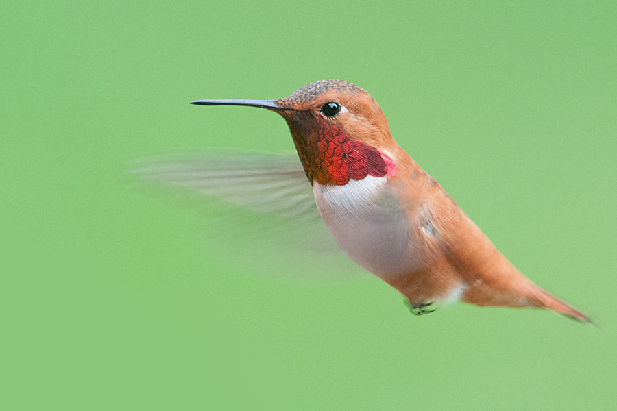 Rufous hummingbird  (Selasphorus rufus)
