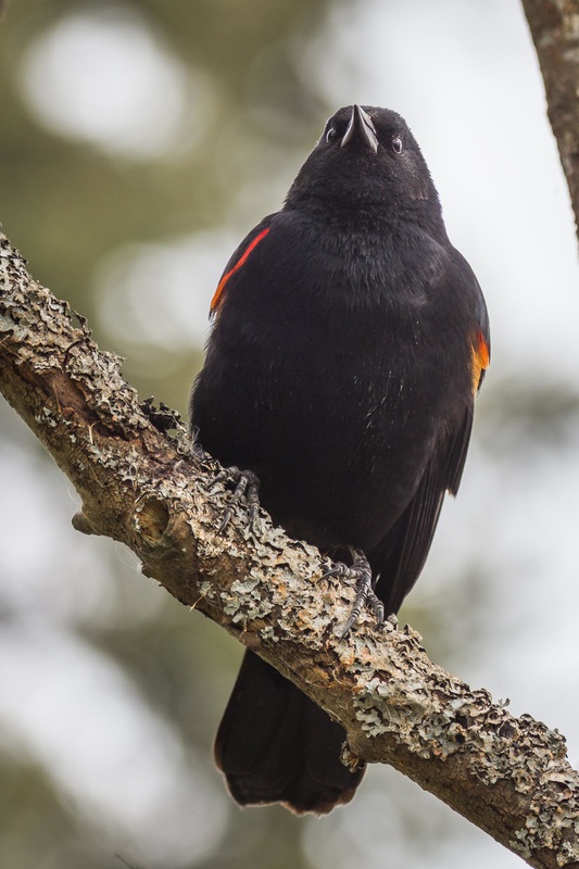 Red-winged blackbird (Agelaius phoeniceus)