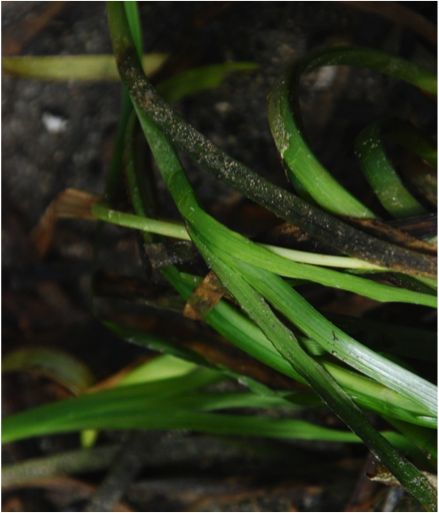 Eelgrass (Zostera marina)