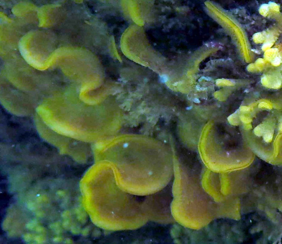 Fluted bryozoan (Hippodiplosia insculpta)