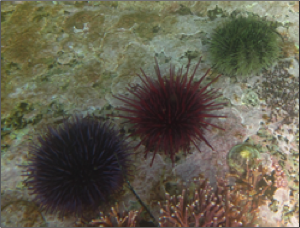Green sea urchin (Strongylocentrotus droebachiensis)