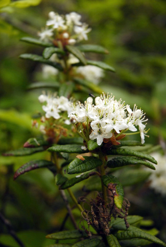 Labrador tea (Rhododendron groeniandicum)