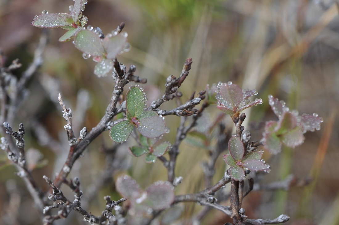 Bog blueberry (Vaccinium uliginosum)