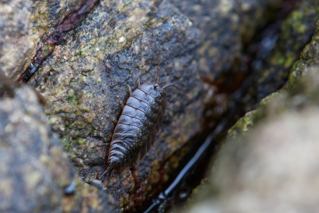 Sea slater, northern sea roach, rock louse (Ligia pallasi)