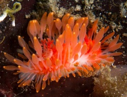 Cockerell's nudibranch (Limacia cockerelli)