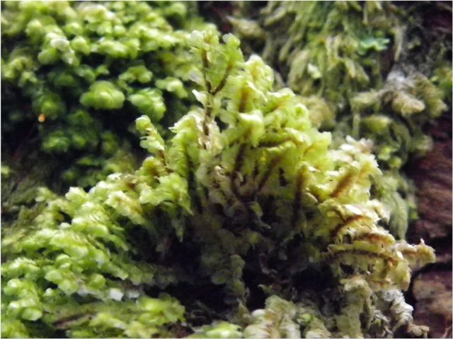 Yellow-ladle liverwort (Scapania bolanderi)