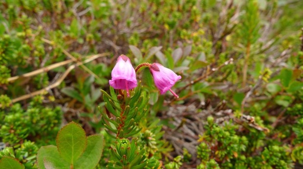 Pink mountain-heather (Phyllodoce empetriformis)