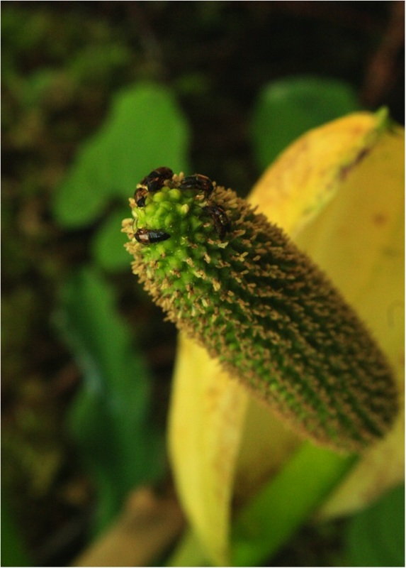 Skunk cabbage (Lysichiton americanus)