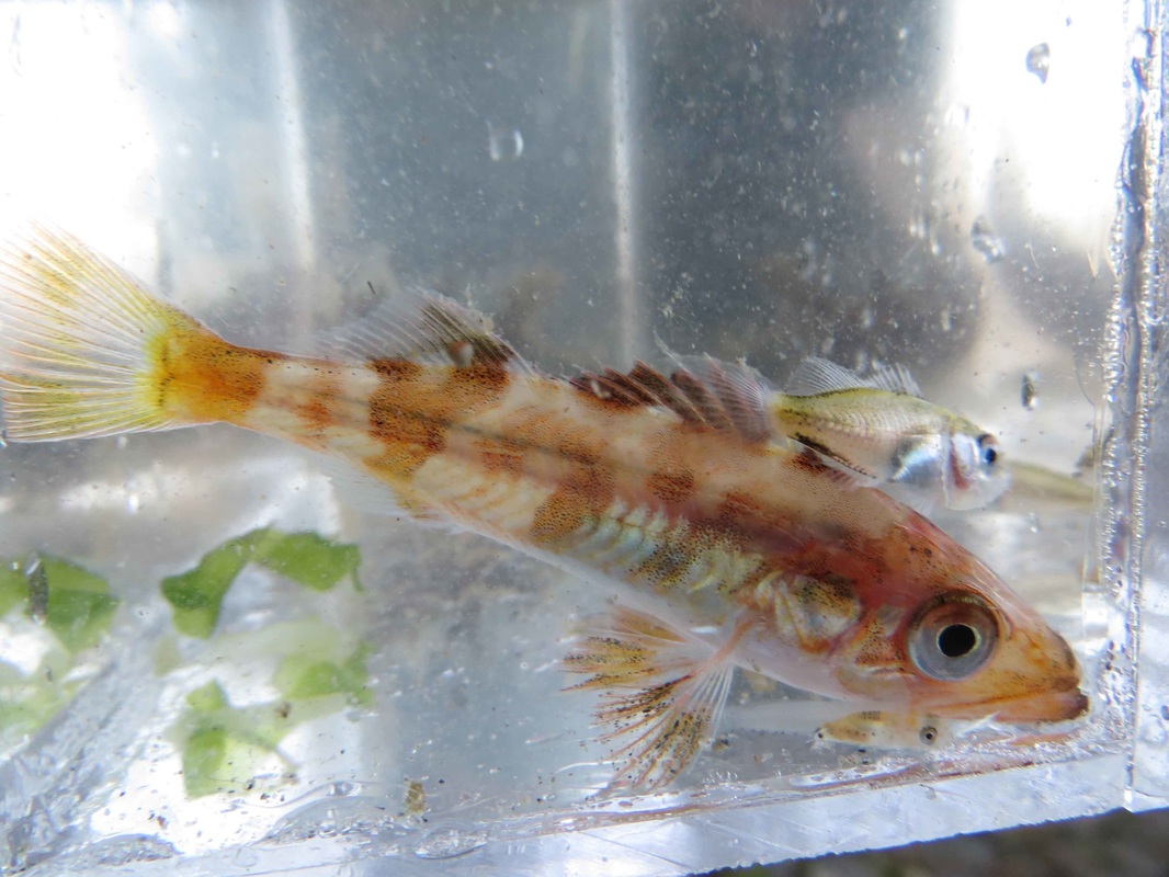 Bocaccio rockfish (Sebastes paucispinis)
