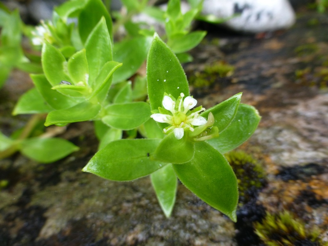 Seabeach sandwort (Honckenya peploides)