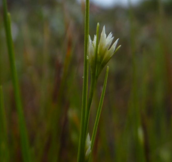 White beak-rush (Rhychospora alba)