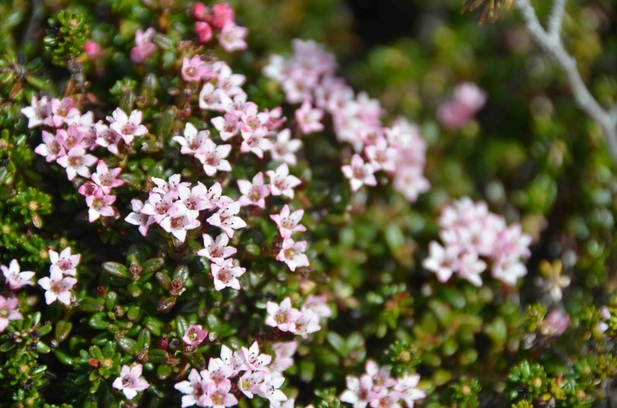Alpine-azalea (Loiseleuria procumbens)