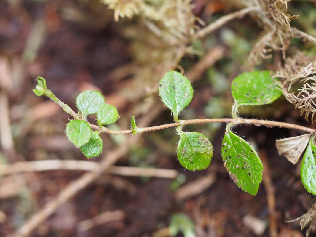 Twinflower  (Linnaea borealis)