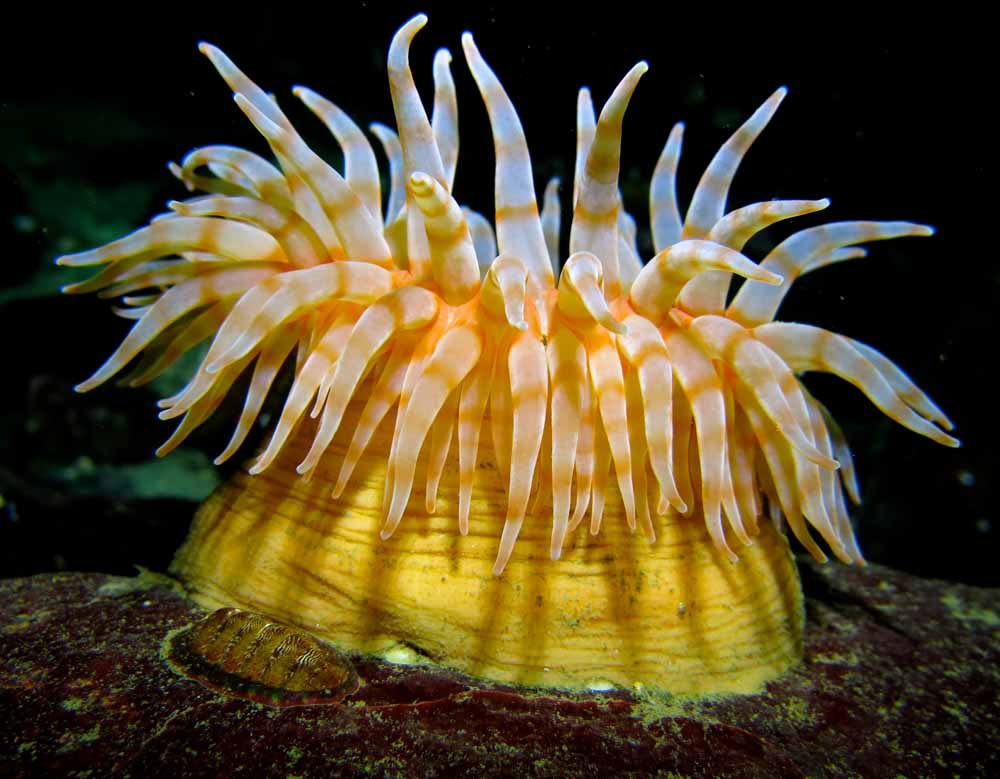 Swimming anemone (Stromphia didemon)