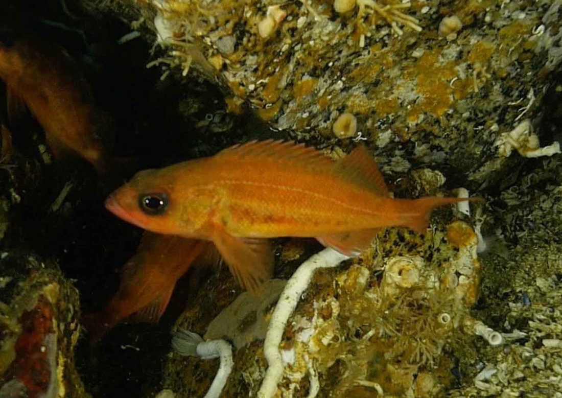 Puget Sound rockfish (Sebastes emphaeus)