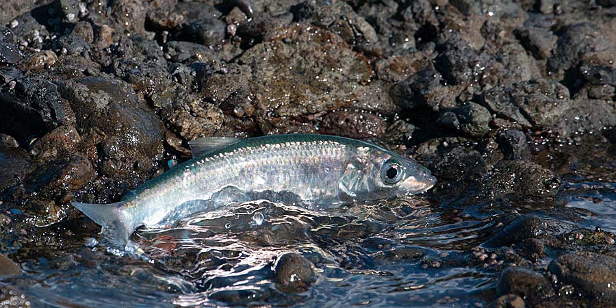 Pacific herring (Clupea pallasi)