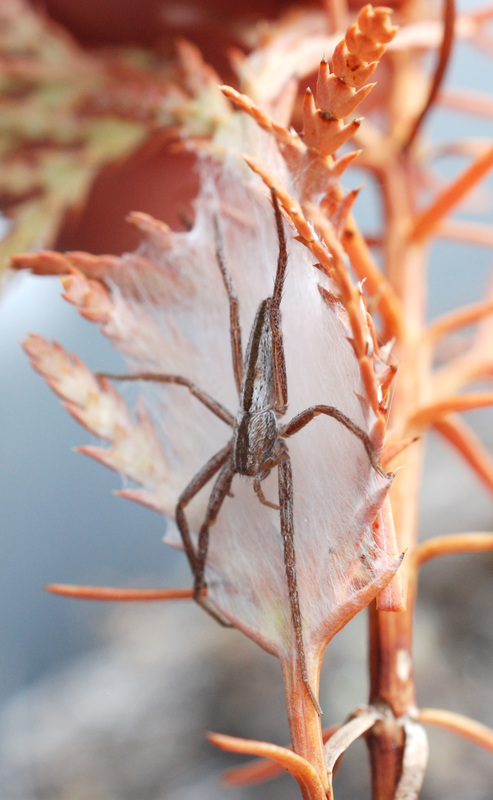 Slender crab spider (Tibellus oblongus)