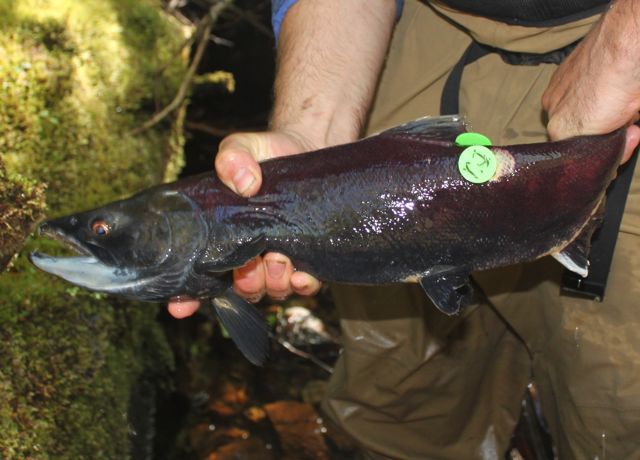 Sockeye salmon (Oncorhynchus nerka)