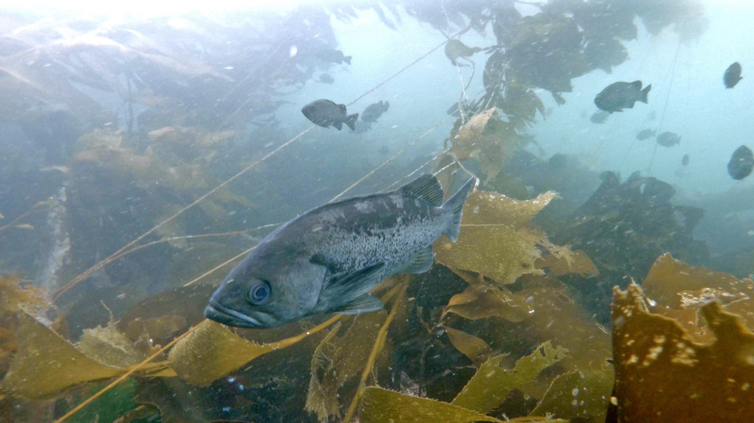 Black rockfish (Sebastes melanops)