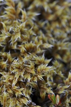 Hoary rock moss (Racomitrium lanuginosum)