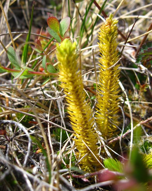 Fir clubmoss (Lycopodium selago)