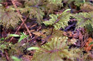 Step moss  (Hylocomium splendens)
