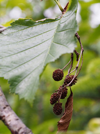 Sitka alder (Alnus viridis ssp. sinuata)