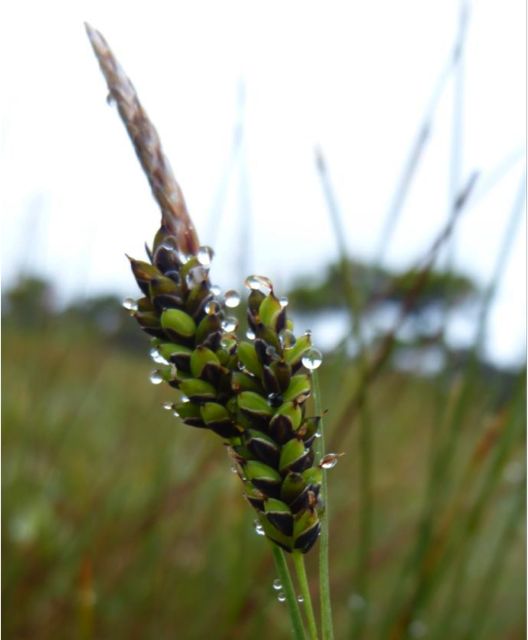 Pale sedge  (Carex livida)