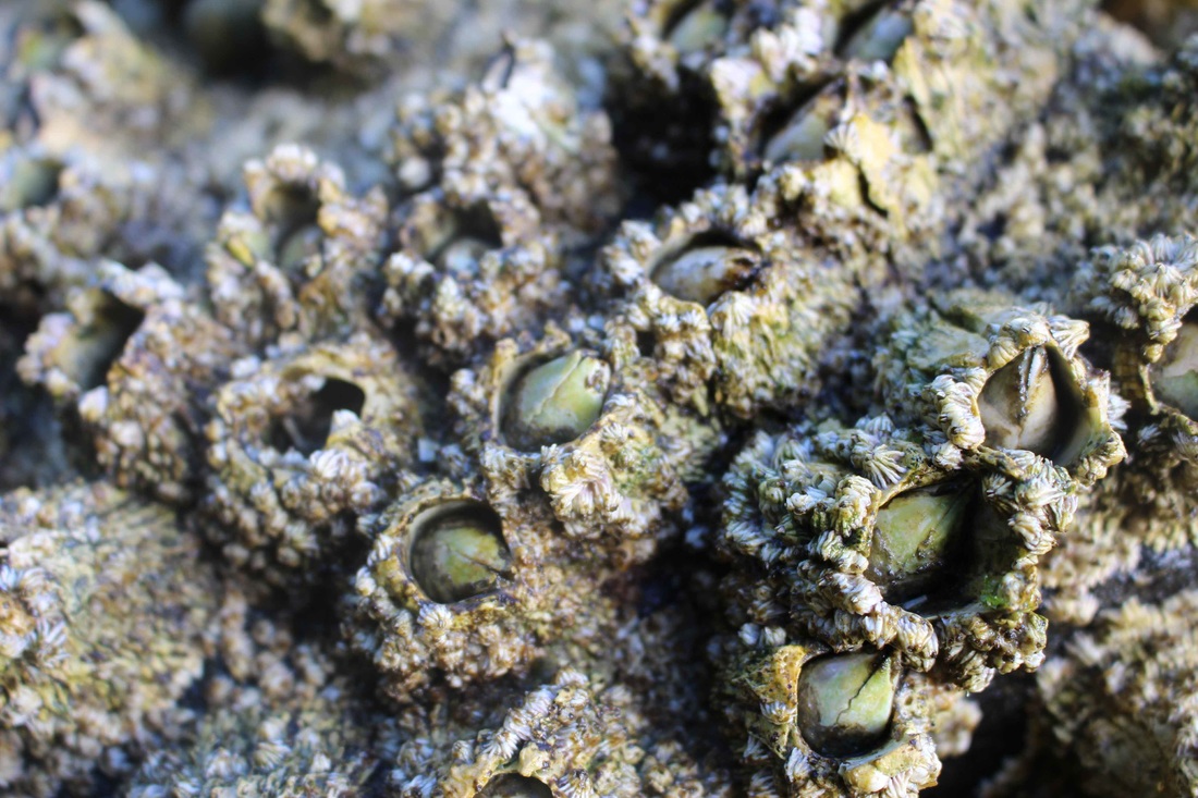 Giant barnacle (Balanus nubilus)