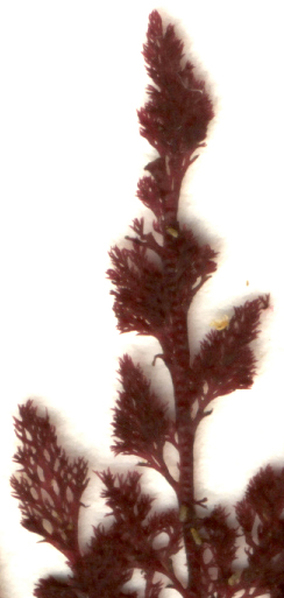 Delicate sea lace (Microcladia coulteri)